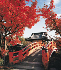 Japonais, Chinois